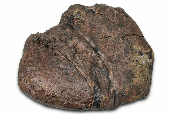 Fossil Nodosaurid (Denversaurus) Osteoderm (Scute) - Wyoming #379523